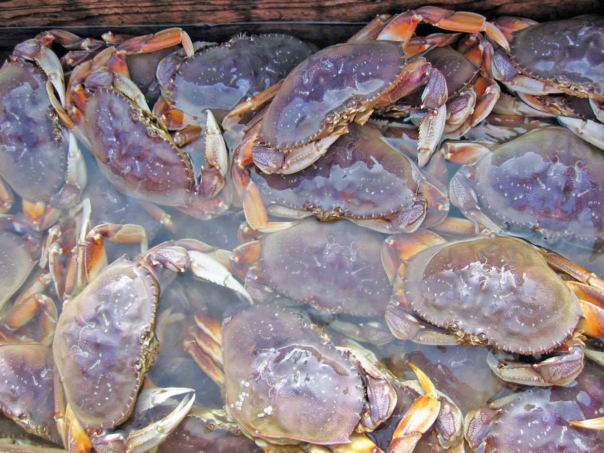 Beyond Claycord (The Ocean) Commercial Dungeness Crab Season Delayed