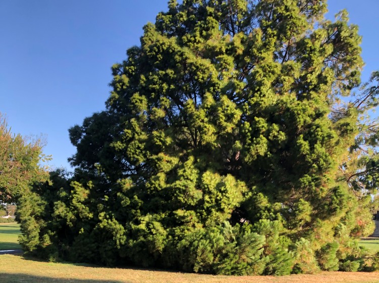 Large Pine Tree Falls At Concord Community Park