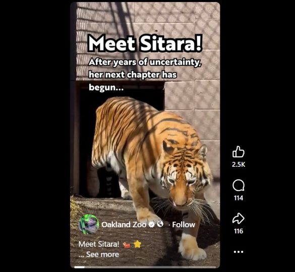 sitara